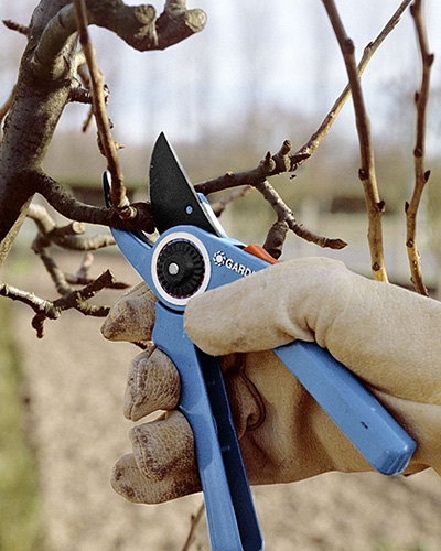 Personne taillant un arbre fruitier avec un sécateur en automne.